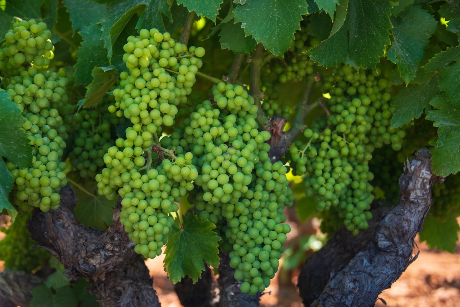 The History of Winemaking in Walla Walla