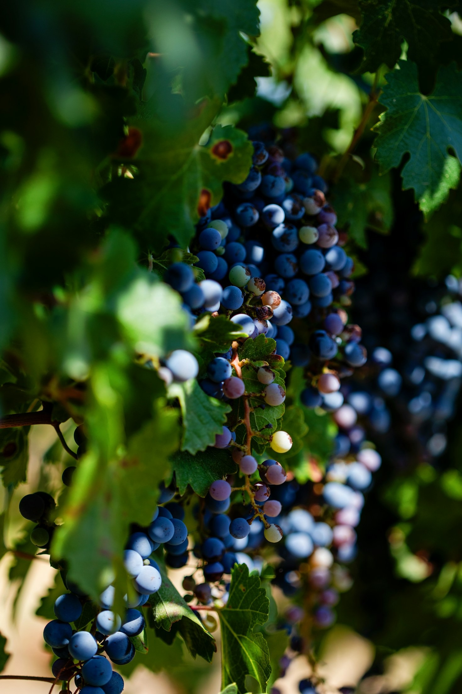 Exploring the Vineyards of Walla Walla Valley
