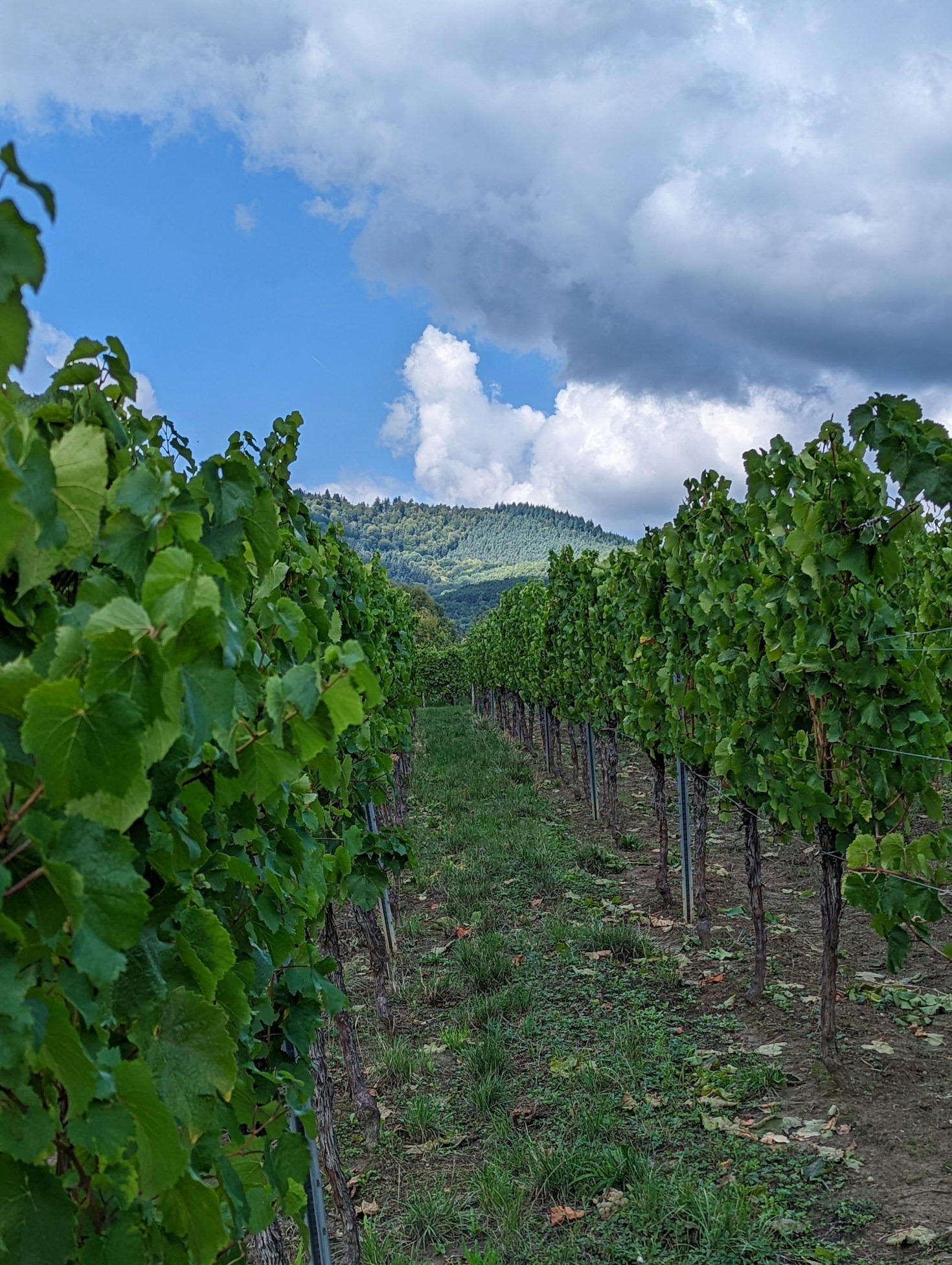 A Seasonal Guide to Walla Walla’s Wine Events