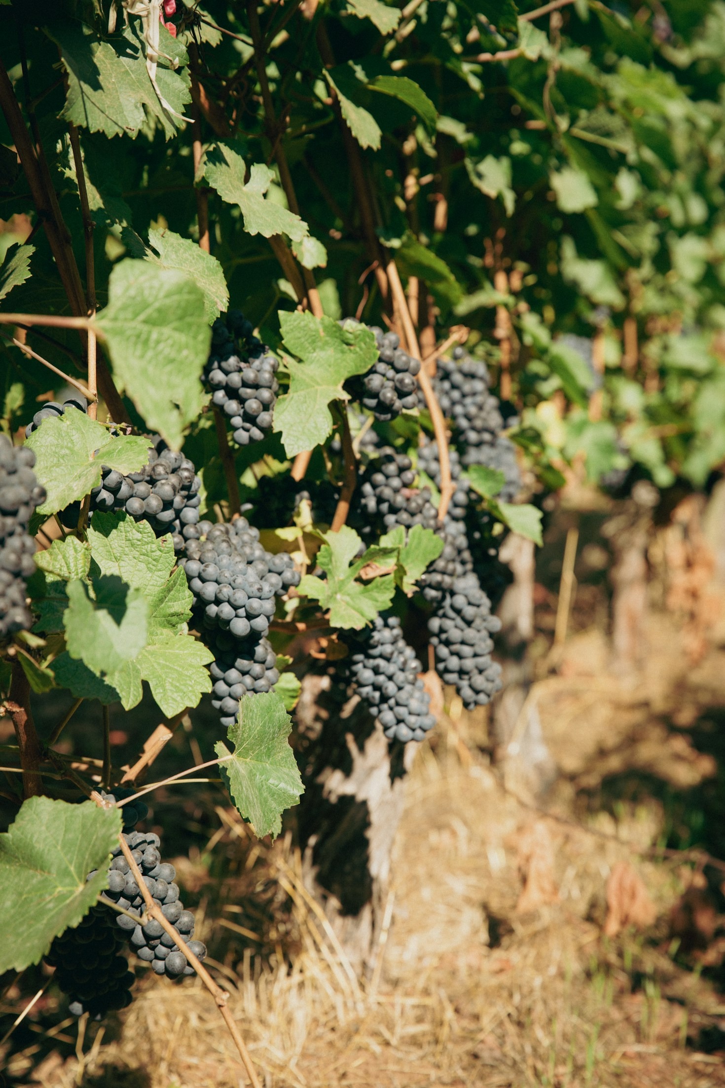 Must-Try Wines from Walla Walla’s Best Wineries